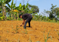 Lahan Pertanian Cimenteng Kekeringan, Para Petani Minta Pemerintah Bangun Pipanisasi
