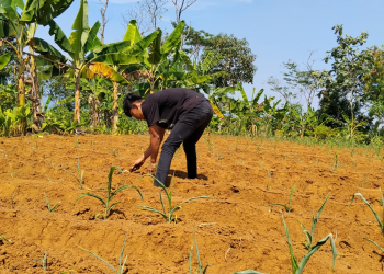 Lahan Pertanian Cimenteng Kekeringan, Para Petani Minta Pemerintah Bangun Pipanisasi