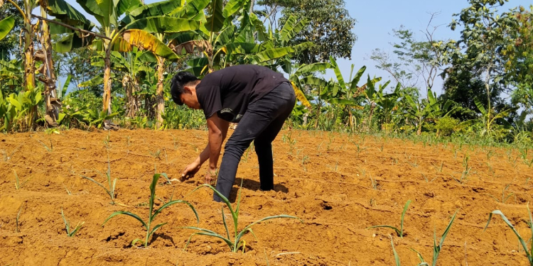 Lahan Pertanian Cimenteng Kekeringan, Para Petani Minta Pemerintah Bangun Pipanisasi