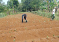 Lahan Tidur Disulap Jadi Kebun Ubi Ungu
