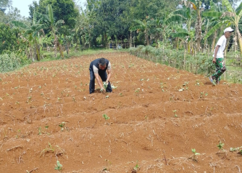 Lahan Tidur Disulap Jadi Kebun Ubi Ungu