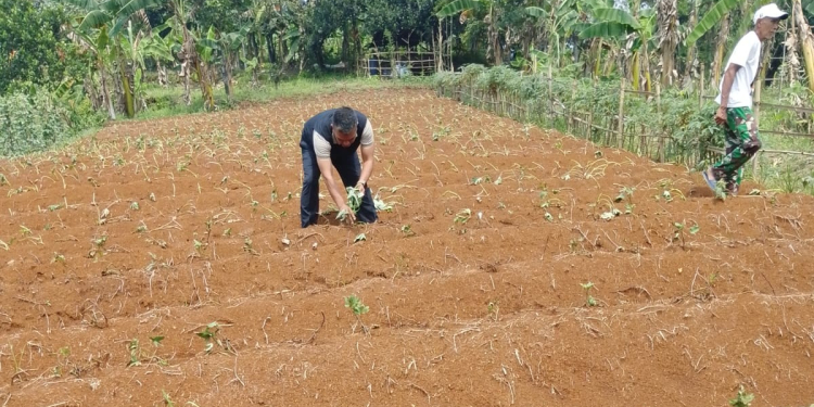 Lahan Tidur Disulap Jadi Kebun Ubi Ungu