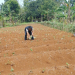 Lahan Tidur Disulap Jadi Kebun Ubi Ungu